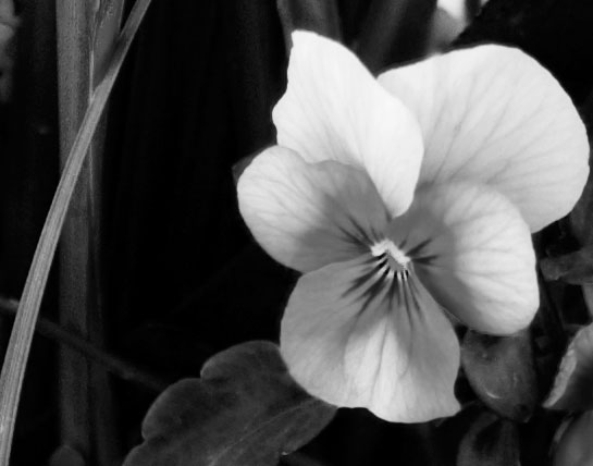 Black And White Orchid Pictures. Orchid Black and White Pansy